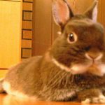 コロンちゃん
