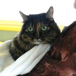 タマちゃん