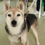ランちゃん