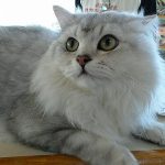 マロンちゃん