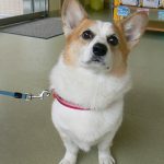 リッキーちゃん