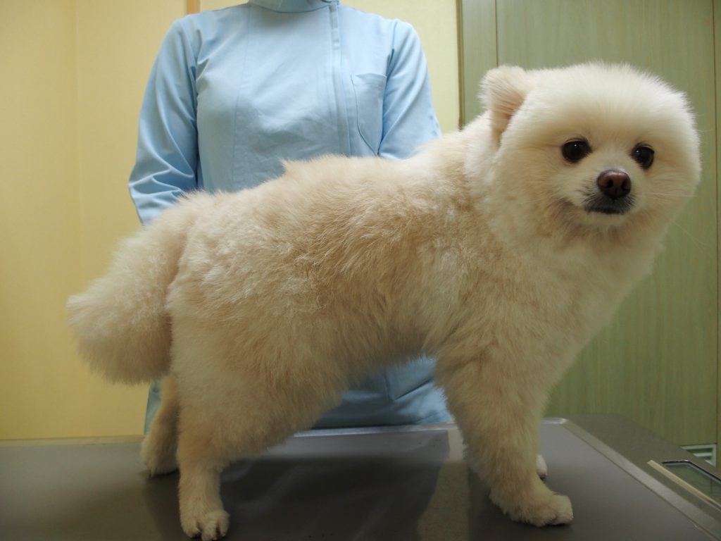 犬の脱毛症