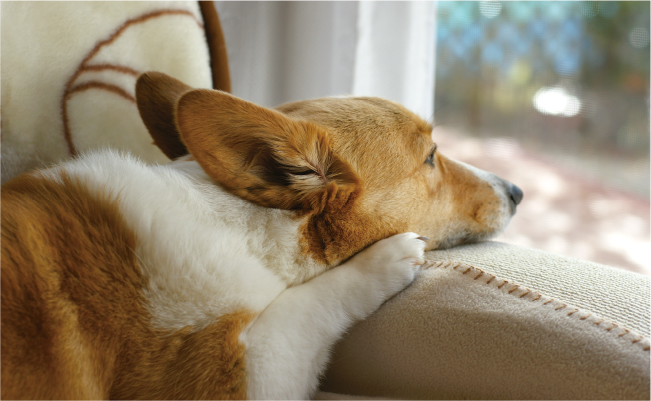 泉南動物病院画像