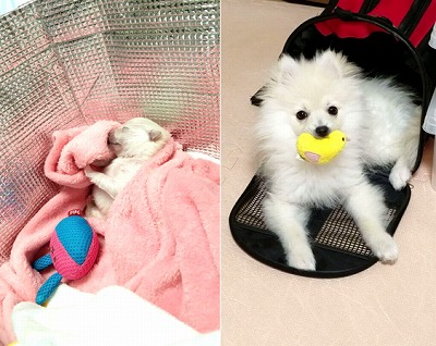 泉南動物病院画像