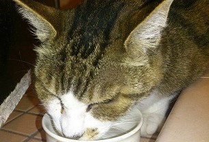 泉南動物病院画像