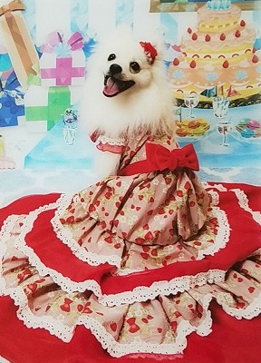 泉南動物病院画像