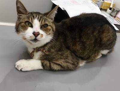 泉南動物病院画像
