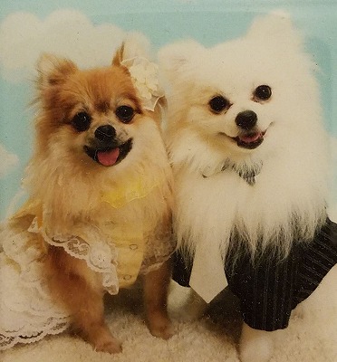 泉南動物病院画像
