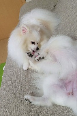 泉南動物病院画像