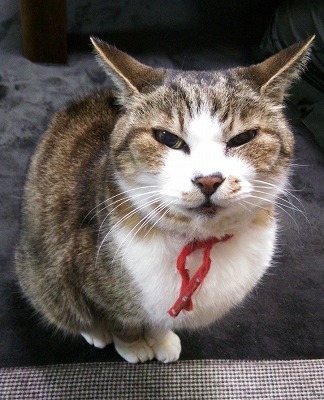 泉南動物病院画像