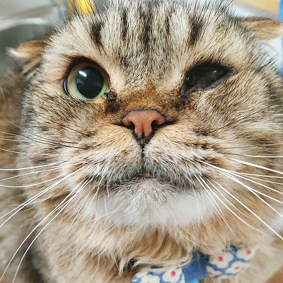 泉南動物病院画像
