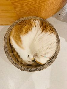 泉南動物病院画像