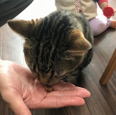 泉南動物病院画像