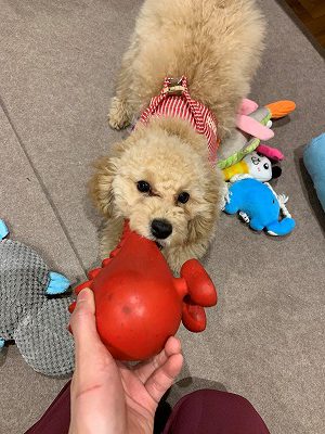 泉南動物病院画像