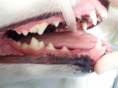 泉南動物病院画像