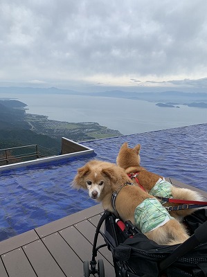 泉南動物病院画像