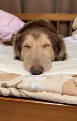 泉南動物病院画像