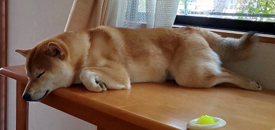 泉南動物病院画像