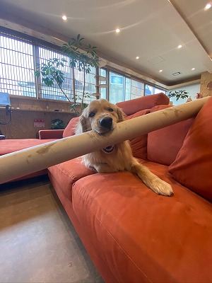 泉南動物病院画像