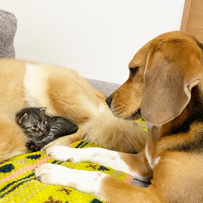 泉南動物病院画像