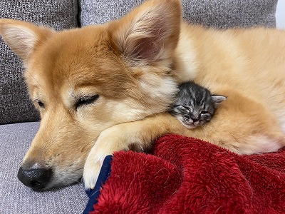 泉南動物病院画像