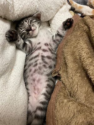 泉南動物病院画像