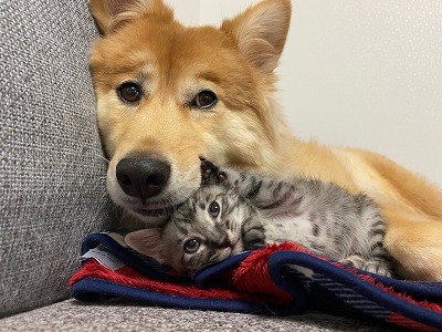 泉南動物病院画像