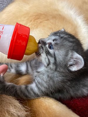 泉南動物病院画像