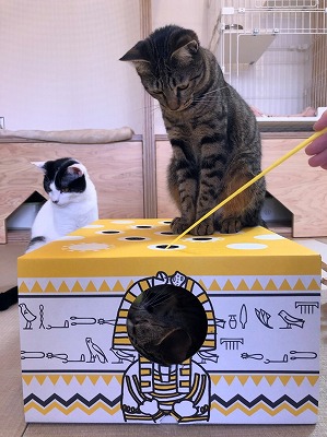 泉南動物病院画像