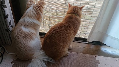泉南動物病院画像