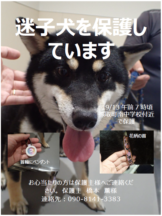 迷子 犬 を 保護 したら