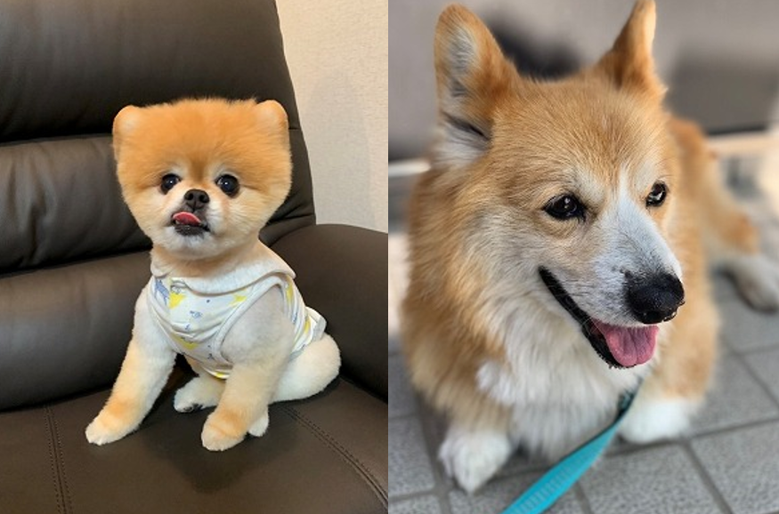 泉南動物病院画像