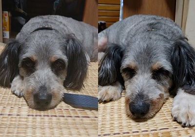 泉南動物病院画像