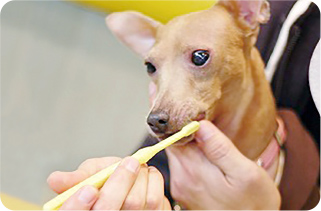 泉南動物病院画像