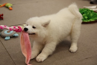 泉南動物病院画像