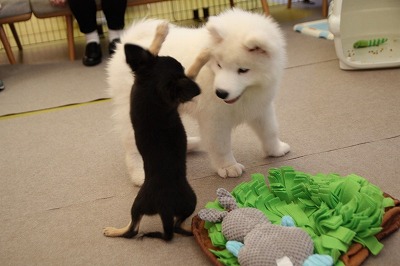泉南動物病院画像