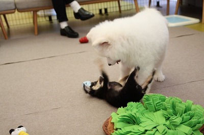 泉南動物病院画像