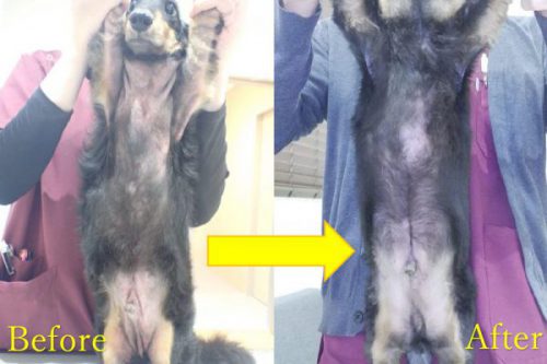 泉南動物病院画像