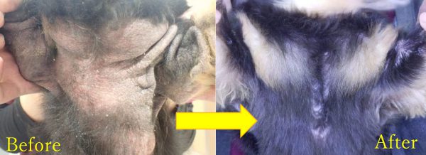 泉南動物病院画像