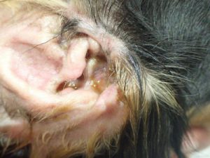 泉南動物病院画像