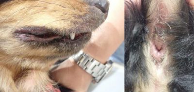 泉南動物病院画像