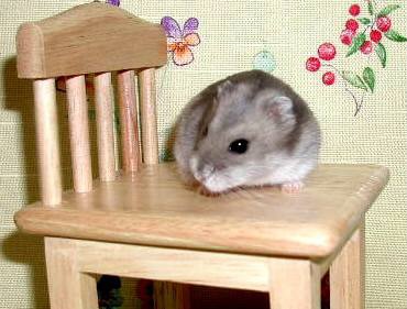 泉南動物病院画像