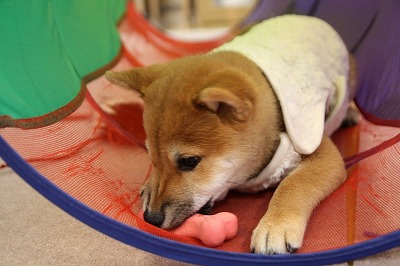 泉南動物病院画像