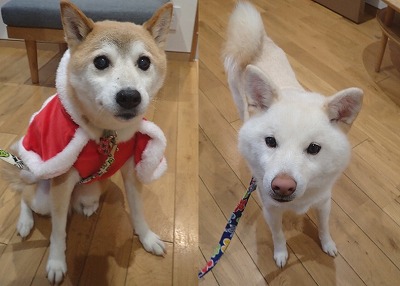 泉南動物病院画像
