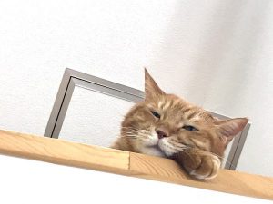 泉南動物病院画像