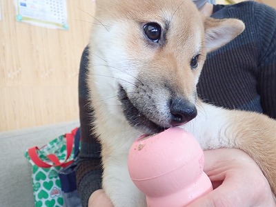 泉南動物病院画像