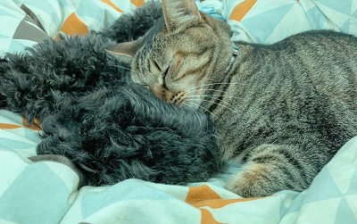 泉南動物病院画像