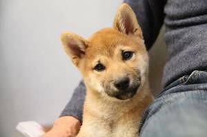 泉南動物病院画像
