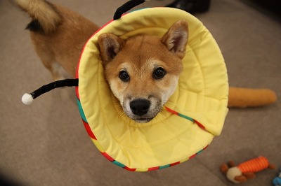 泉南動物病院画像