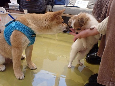 泉南動物病院画像